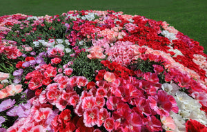 Mixed Colors Godetia Flower Seeds (Clarkia)