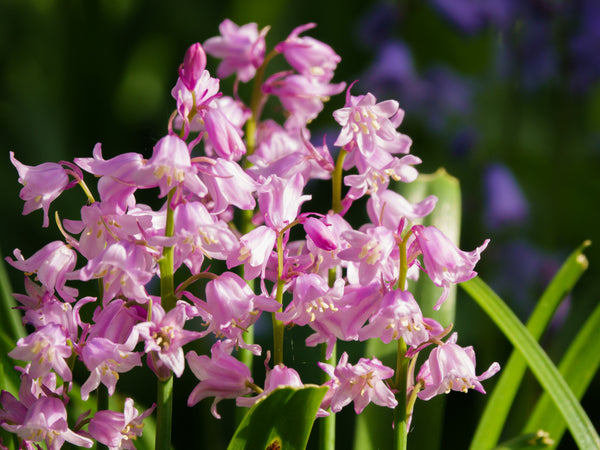 Wood Hyacinth Seeds