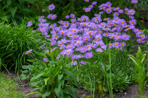 East Indies Aster Seeds