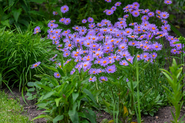 East Indies Aster Seeds
