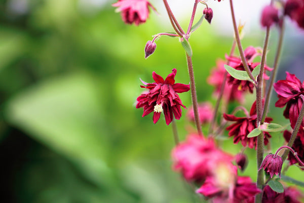 Tall Double Columbine Seeds (Mixed Colors)