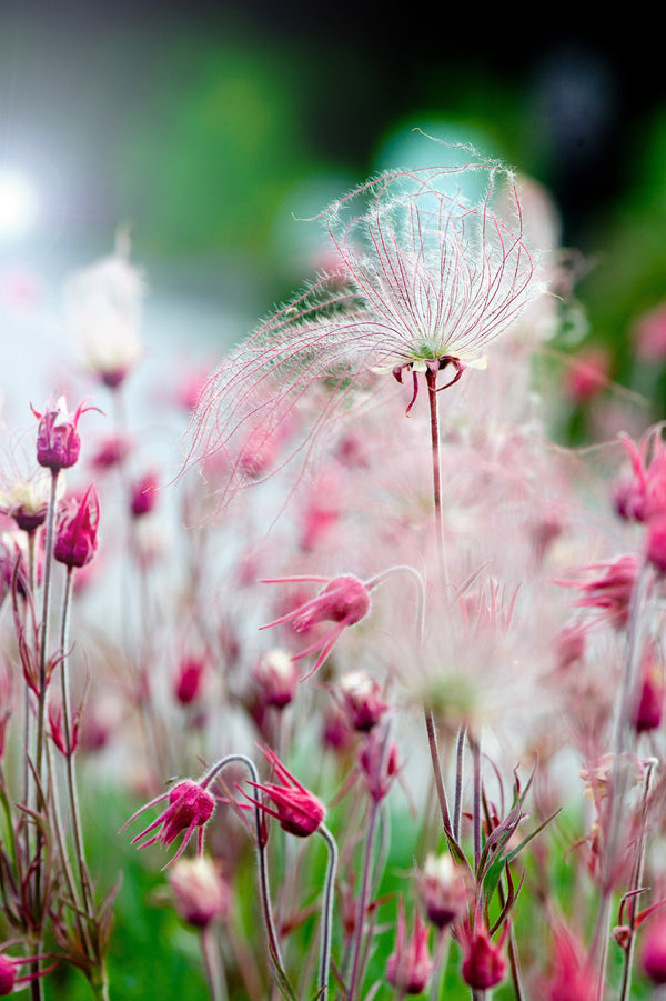 Prarie Smoke Geum Seeds