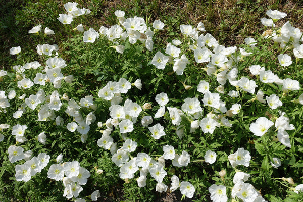 White Pale Evening Primrose Sees