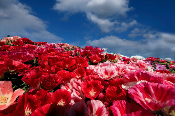 Mixed Colors Godetia Flower Seeds (Clarkia)