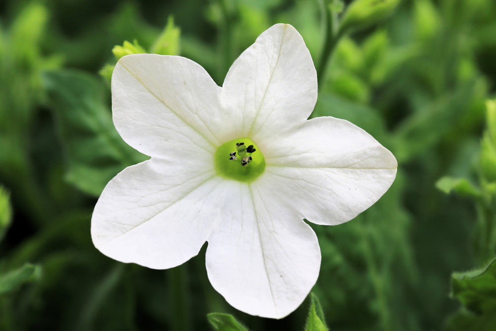 White Nicotiana Seeds - Certified Organic