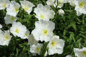 White Pale Evening Primrose Sees