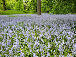 Wood Hyacinth Seeds