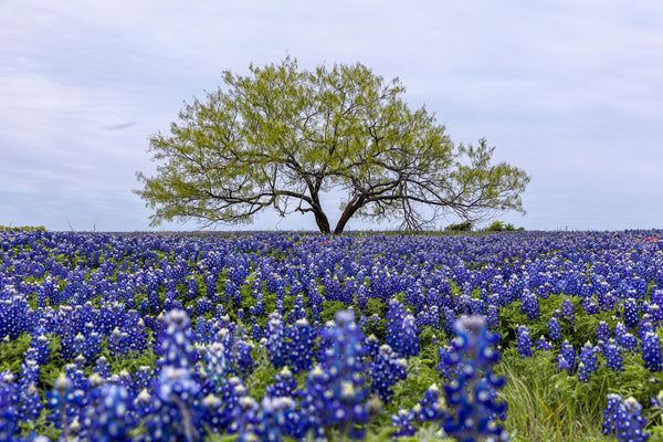 Texas Bluebonnet Lupine Seeds