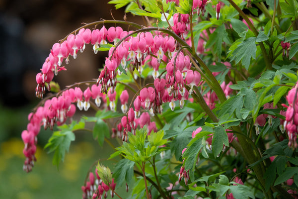 Old Fashioned Bleeding Heart Seeds