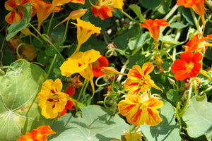 Dwarf Jewel Mix Nasturtium Seeds