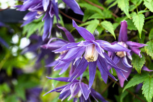 Purple Alpine Clematis Seeds