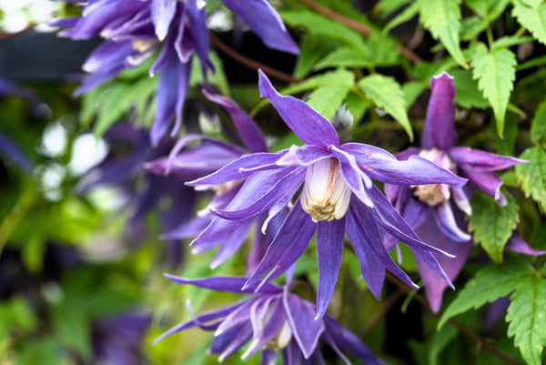 Purple Alpine Clematis Seeds