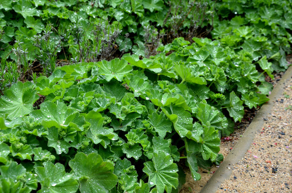 Lady's Mantle Seeds