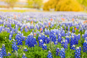 Texas Bluebonnet Lupine Seeds