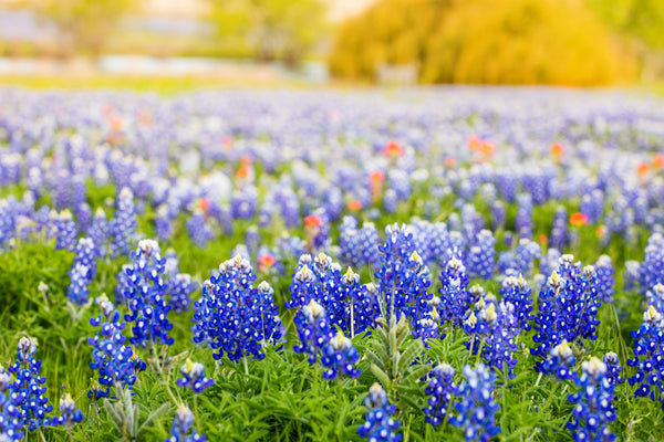 Texas Bluebonnet Lupine Seeds