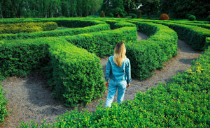 European Privet Seeds