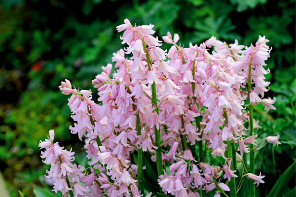 Wood Hyacinth Seeds