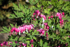 Old Fashioned Bleeding Heart Seeds