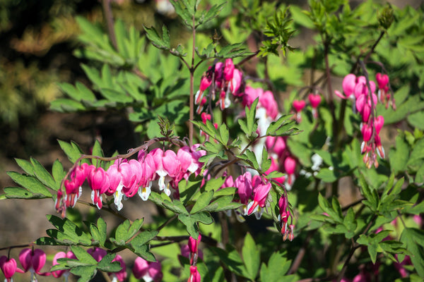 Old Fashioned Bleeding Heart Seeds