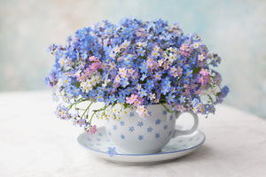 Forget Me Not Seeds - Mix