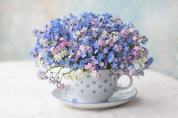 Forget Me Not Seeds - Mix