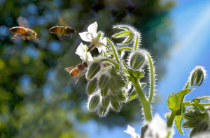 White Borage Seeds