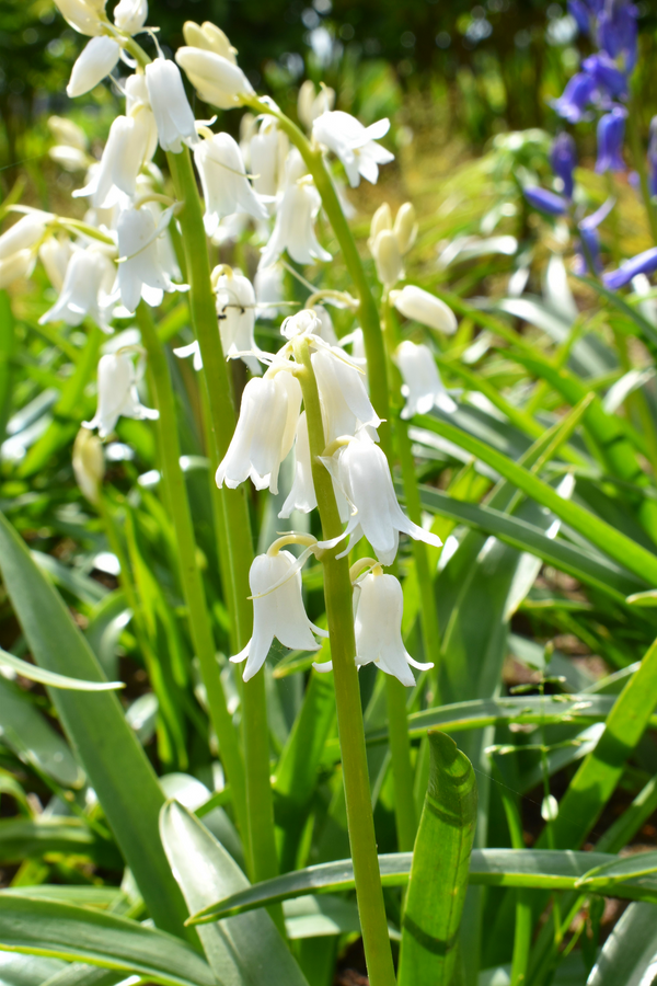 Wood Hyacinth Seeds