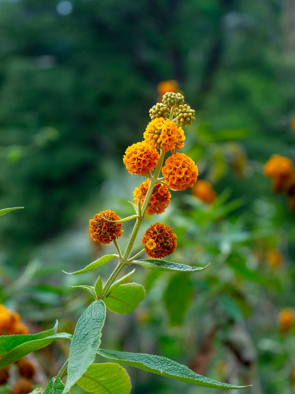 Orange Ball Tree Flower Seeds (Golden Butterfly Bush)