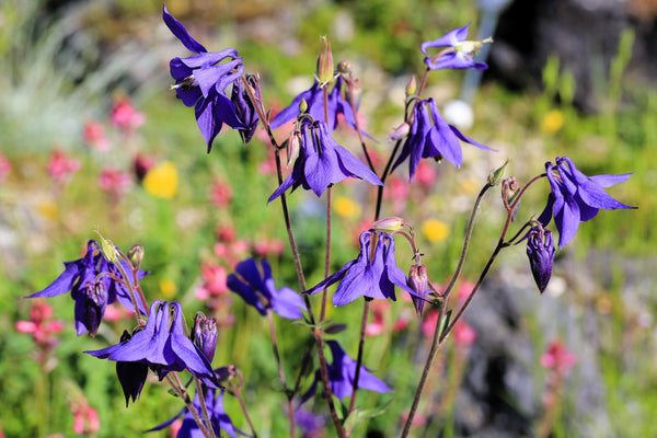 Purple Columbine Seeds