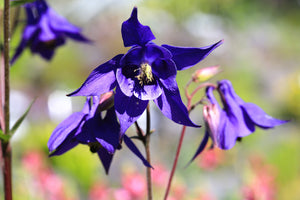 Purple Columbine Seeds