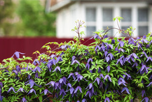 Purple Alpine Clematis Seeds