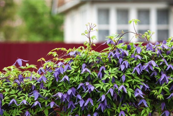 Purple Alpine Clematis Seeds