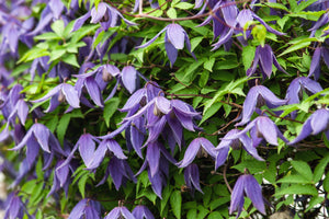 Purple Alpine Clematis Seeds