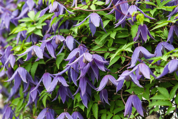 Purple Alpine Clematis Seeds