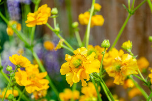 Lady Stratheden Geum Seeds