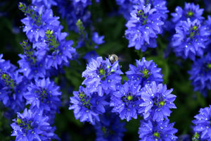 Royal Blue Speedwell Seeds