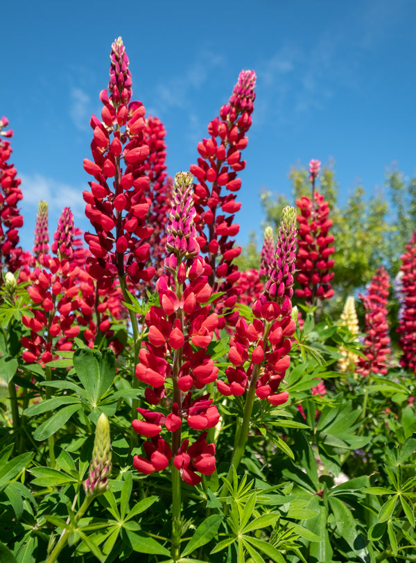 Red Lupine 'My Castle' Seeds