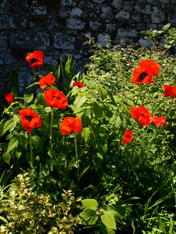 Oriental Poppy Beauty of Livermere Seeds