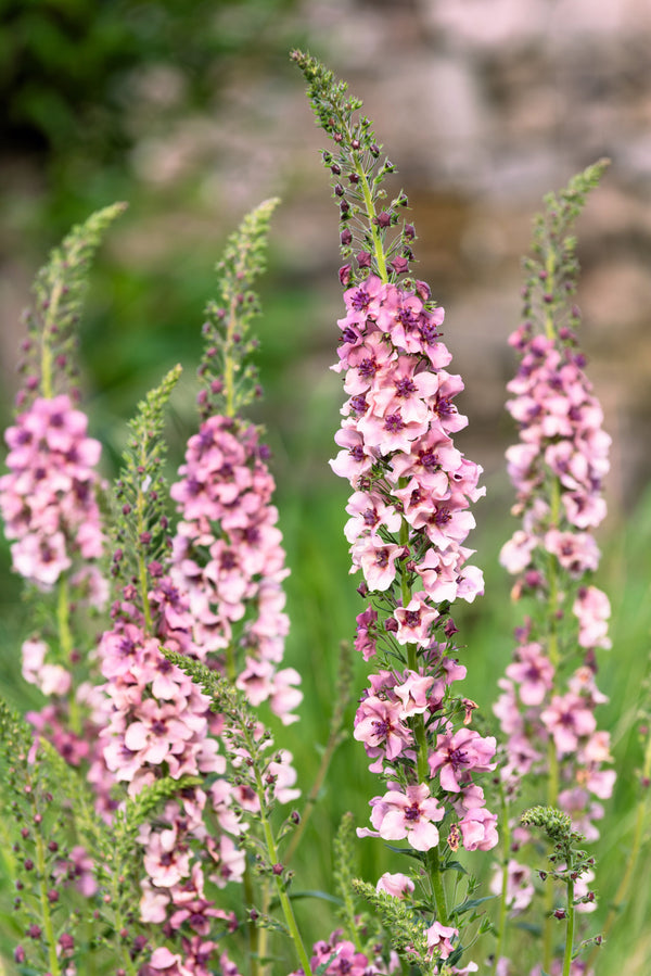 Verbascum Mix Seeds