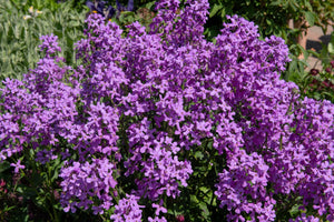 Dame's Rocket (Danask Violet) Seeds