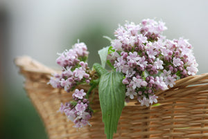Valerian Seeds