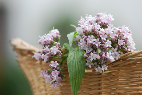 Valerian Seeds