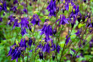Purple Columbine Seeds