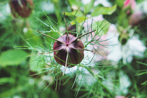Red Pod Nigella Seeds