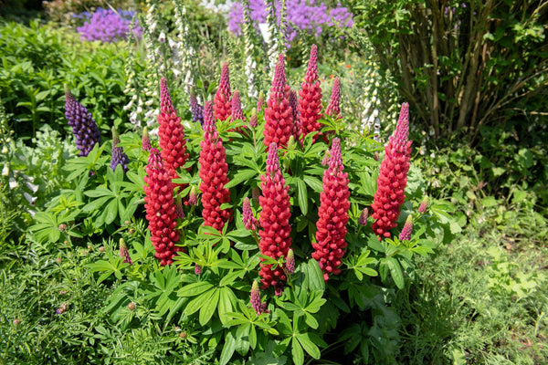 Red Lupine 'My Castle' Seeds