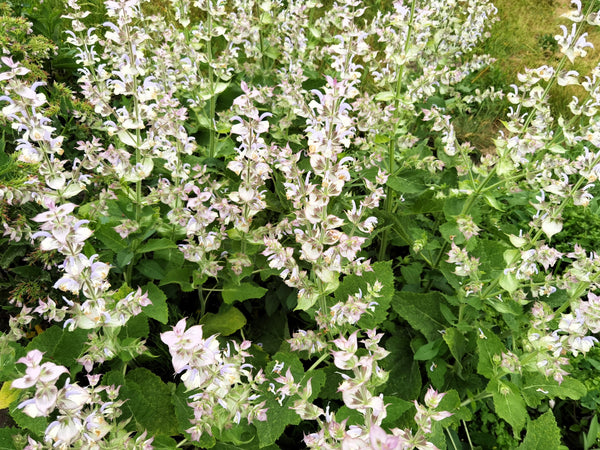 White Swan Clary Sage Seeds