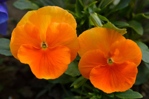 Orange Sun Pansy Seeds