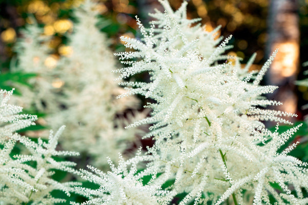 Goat's Beard Seeds