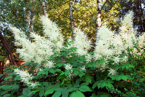 Goat's Beard Seeds