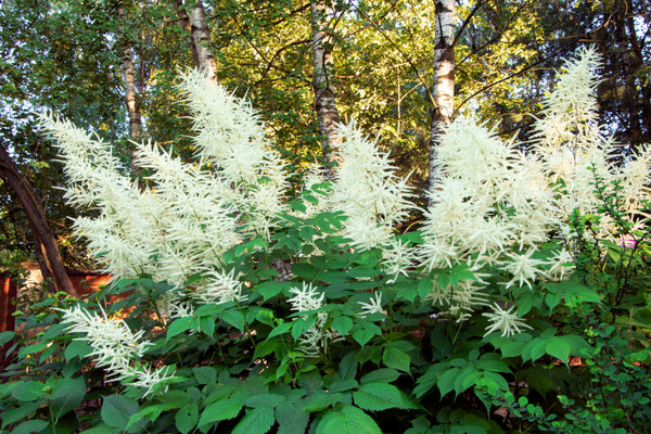 Goat's Beard Seeds